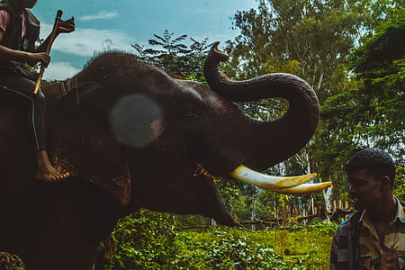 person riding elephant thumbnail