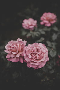 pink petaled flowers thumbnail