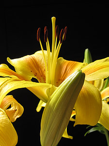 yellow petaled flower with six red stigma thumbnail
