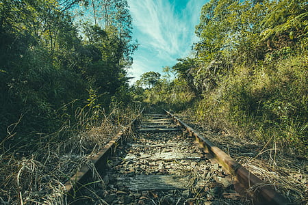 brown train rail surrounded by green plants thumbnail
