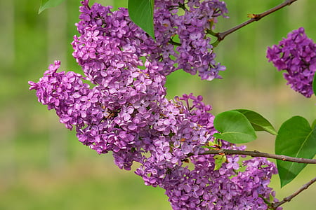 purple petaled flower photo thumbnail