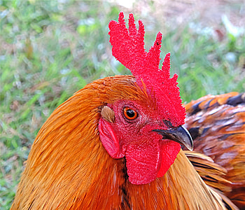 brown and black rooster thumbnail