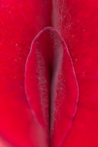 macro photography of red flower thumbnail