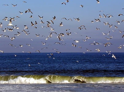 bird flying on water thumbnail