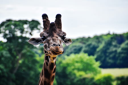 Giraffe in Africa thumbnail