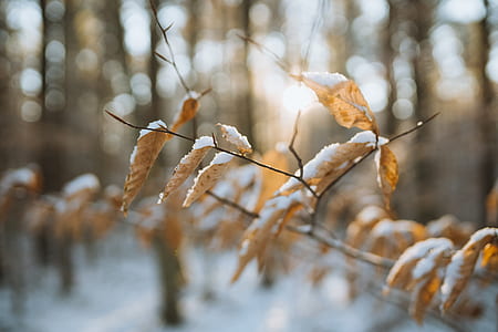 brown dried leaves covered with snow in selective focus photography thumbnail
