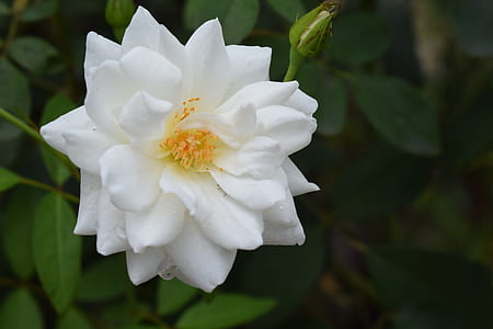 rose, flower, white, floral, nature, blossom thumbnail