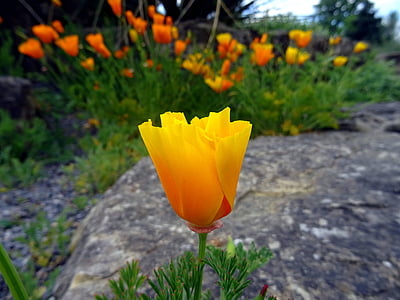 yellow-petaled flower thumbnail