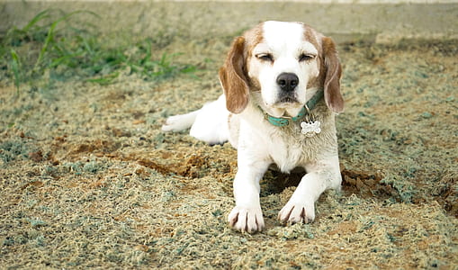 short-coated brown and white dog on green grass at daytime thumbnail