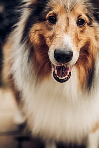 closeup photo of rough collie thumbnail
