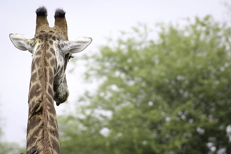 shallow focus photo of giraffe thumbnail