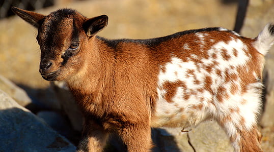 brown and white goat thumbnail