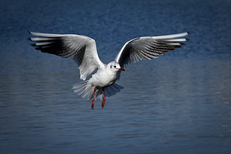 white bird flying above calm body of water at daytime thumbnail