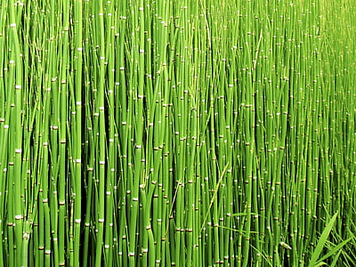 green bamboo trees thumbnail