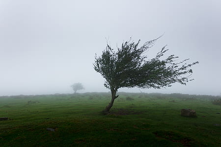 green tree at middle of green grass field thumbnail