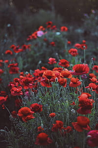 focused photo of a red petaled flowers thumbnail