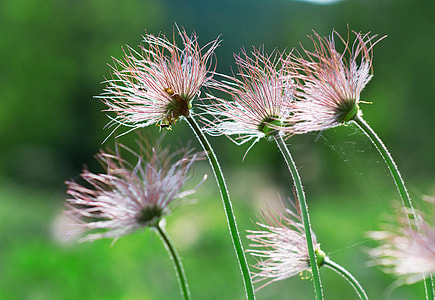 selective focus photography of pink flowers thumbnail