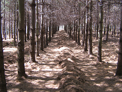 Pine Needles, Pine Needle Harvest thumbnail