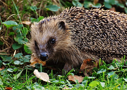 gray hedgehog on green grass thumbnail