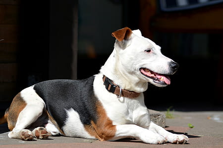 adult tricolor American pit bull terrier on focus photo thumbnail