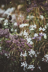 selective focus photo of purple and white flowers thumbnail