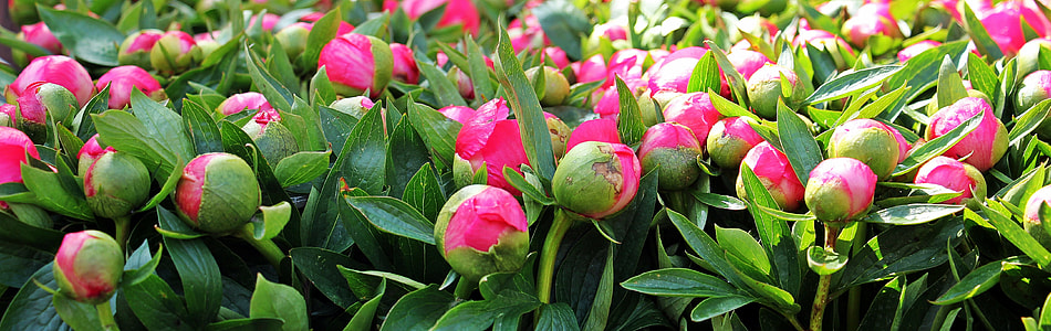 bed of pink rose flowers thumbnail