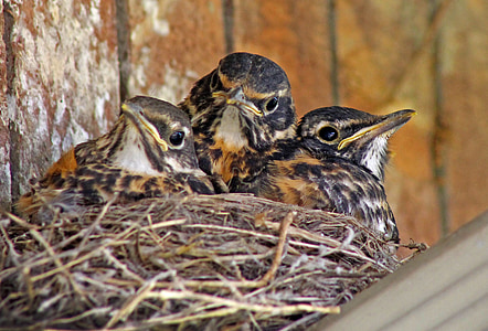 three chicks on nest thumbnail