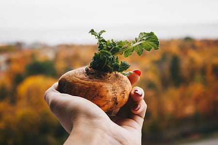 Brown Potato thumbnail
