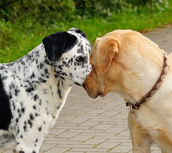 adult Dalmatian and yellow Labrador retriever thumbnail