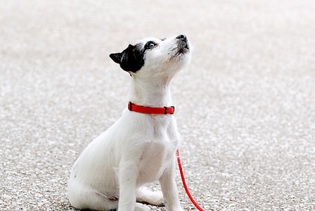 short-coated white and black puppy on gray asphalt road thumbnail