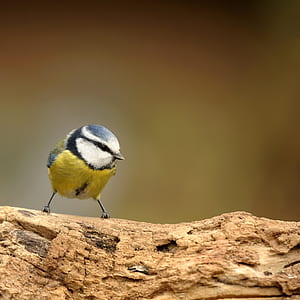 selective focus photography of yellow and gray bird thumbnail