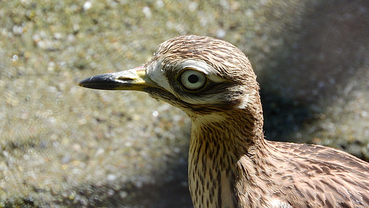 Double Úhorní, Burhinus Oedicnemus thumbnail