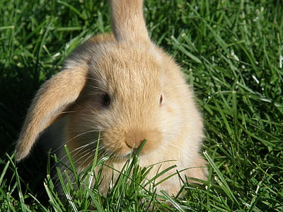 close up photography of brown rabbit thumbnail