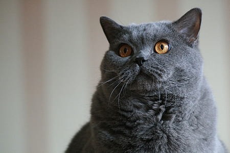 gray cat thumbnail