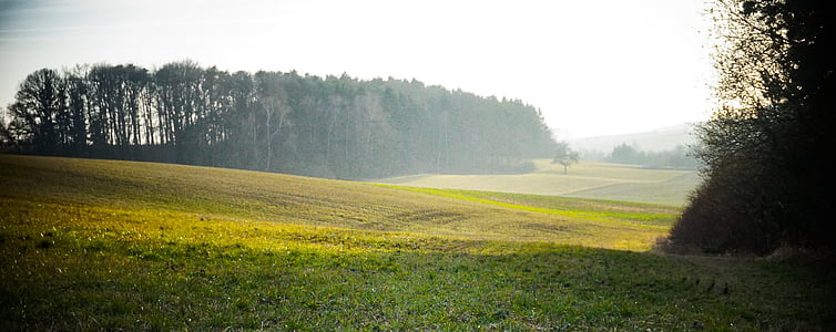trees near grass field thumbnail