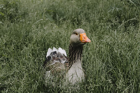 duck standing on grass field thumbnail