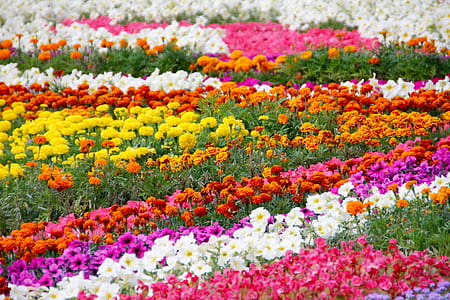 assorted-color flower field during daytime thumbnail