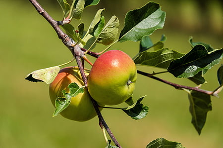 red and green fruit on tree twig thumbnail