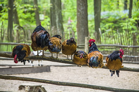 seven roosters on branch thumbnail