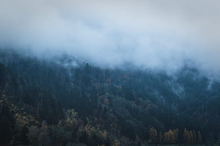 aerial photography of green pine tree surrounded by fogs at daytime thumbnail