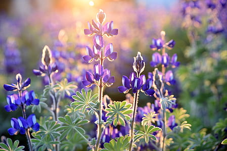 purple-and-green plants thumbnail