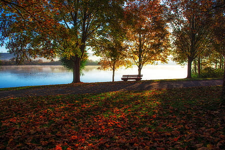 green and brown trees with brown wooden bench near lake thumbnail