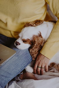 A woman in a yellow sweater with a sweet dog uses a laptop thumbnail