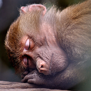 brown monkey sleeping thumbnail