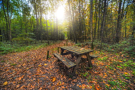 brown wooden picnic table beside trees thumbnail