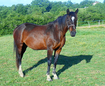 horse on green grass near trees thumbnail