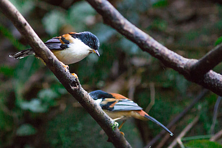 After The Dance Red-Tailed, Birds thumbnail