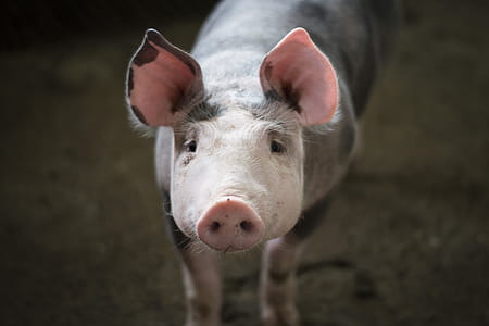 Pigs on Farm thumbnail