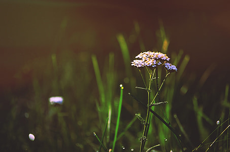 pink Verbena bonariensis flower closeup photography thumbnail