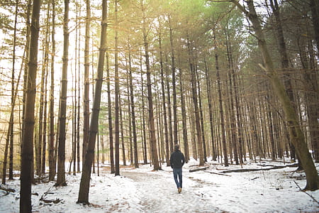 person walking in the forest during daytime thumbnail